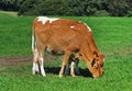 Pair of Guernsey Cows in an English Meadow Royalty Free Stock Photo