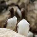 A pair of Guillemots on Inner Farne Royalty Free Stock Photo