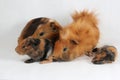 A pair of guinea pigs with their two babies resting. Selective focus on white background.
