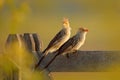 Pair Guira Cuckoo, Guira Guira, In Nature Habitat, Bird Sitting In Perch, Grey Bird, Mato Grosso, Pantanal, Brazil. Evening Light