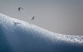 Pair of gulls flying low over iceberg with shadows on the ice