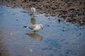 Pair of Gulls Foraging in Shallow Puddle on a Shell-Covered Beach Royalty Free Stock Photo