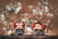 Pair of Halloween French Bulldog dogs wearing red devil horns costume headbands