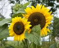 Pair of hally sunflowers in the garden with green leaves in back Royalty Free Stock Photo