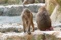 A pair of Hamadryas Baboon Juveniles in the wild Royalty Free Stock Photo