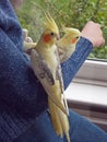 Pair of Hand Reared Cockatiels