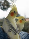 Pair of Hand Reared Cockatiels Royalty Free Stock Photo