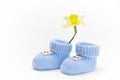 A pair of handmade blue knitted baby booties and yellow daffodil flower, isolated on white background. Newborn clothing Royalty Free Stock Photo