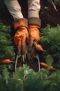 A pair of hands holding carrots in a garden. Generative AI image.