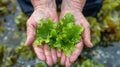 A pair of hands holding a delicate green sea lettuce leaf picked from the rocks