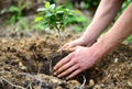 Pair of hands positioning a small tree sapling with visible root system into a dug hole in the earth Royalty Free Stock Photo