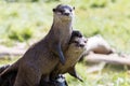 A Pair Of Happy River Otters.