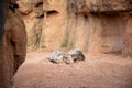 Pair of happy sleeping warthogs Royalty Free Stock Photo