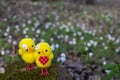 A pair of happy yellow Easter Chicks on a floral background of white glade.