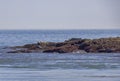 Harbour Seals Resting At The End Of An Island Royalty Free Stock Photo