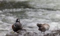 Pair of Harlequin Ducks on a Rock in Yellowstone