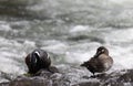 Pair of Harlequin Ducks on a Rock in the Yellowstone River