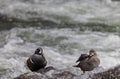 Pair of Harlequin Ducks in the Yellowstone River