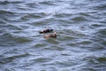 A pair of Harlequin ducks swimming in the bay