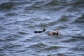 A pair of Harlequin ducks swimming in the bay