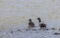 Pair of Harlequin Ducks in Yellowstone National Park in Spring