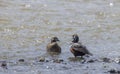 Pair of Harlequin Ducks in Yellowstone National Park in Spring