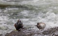 Pair of Harlequin Ducks in the Yellowstone River