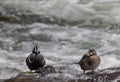 Pair of Harlequin Ducks in the Yellowstone River Wyoming