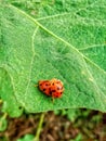 A pair of harlequin ladybugs & x28;Harmonia axyridis& x29; bump into each other on a blade of grass.