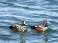 Closeup Pair of Harlequin Migrating Marine Ducks in Barneget Bay