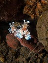 Pair of harlequin shrimp feeding on a starfish