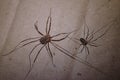 Pair of harvest men arachnids Royalty Free Stock Photo