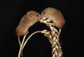 Two Harcvest Mice on corn