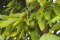 A pair of hass avocados on the tree Royalty Free Stock Photo