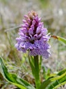 Heath Spotted Orchid, Cornwall UK