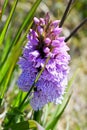 Heath Spotted Orchid, Cornwall UK