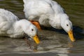 Pair of heavy white Long Island Pekin Ducks searching for food