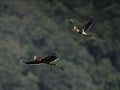 A pair of Helmeted Hornbill flying