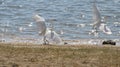 A pair of herons in the sea