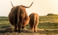 A pair of Highland Cows standing in a grassy field