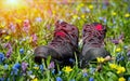 Hikers boots on sunny flower meadow Royalty Free Stock Photo