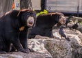 pair of Himalayan bears sitting on a rock next to the crows. Cute animals in the zoo.