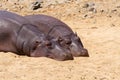 Pair of Hippos Resting