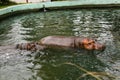 A pair of hippos swim in water