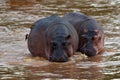 Pair of hippos swimming in a river in Tanzania Royalty Free Stock Photo