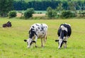 Holstein Friesians dairy cow grazing in a meadow. Royalty Free Stock Photo