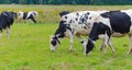 Holstein Friesians dairy cow grazing in a meadow. Royalty Free Stock Photo