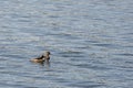 A pair of Hooded Merganser`s swimming together in Vadnais Lake Royalty Free Stock Photo