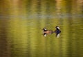 Pair of Hooded Mergansers rest during migration