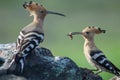 Pair of hoopoes.